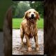 Dog playing with the rain  #dog #animals #cute