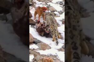 Doggo vs snow leopard 😁