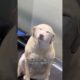 Dogs reactions after getting adopted ❤️😭 #foryou #dog #doglove #fyp #love