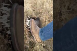 Don't touch a porcupine!