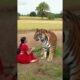 Dramatic Wildlife Rescue – Women Risks His Life to Save a Tiger #rescue #animals #wildliferescue