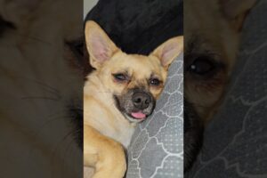 EL DESPERTAR de los PERRITOS 🐕 ANIME KWAI 😚 #anime #kwai #cute #perritos #shorts #animals #funny