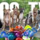 Entertaining Doggy Daycare TV - Ultimate Dog Video for Dogs To Watch - Dog Sounds Barking Squeak Toy