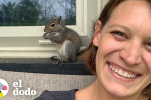 Esta ardilla visita a su rescatista casi todos los días I El Dodo