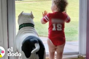 Este perro ha estado con su hermanita desde el primer día I El Dodo
