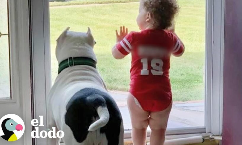 Este perro ha estado con su hermanita desde el primer día I El Dodo