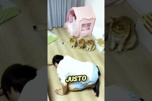 Estos Gatos Jugaron Al ESCONDITE😂❤️
