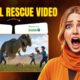 Expert Reveals Top 5 Secrets to Creating Viral AI Animal Rescue Videos