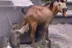 Fails so bad you don’t know whether to laugh or cry Part 2 - Funniest Videos Animals Part 2