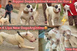 Farm K Liya New Dogo Argintino🔥Biggest DogoArgintino Kennel Par Gye🐶Cute Cute Puppies Mila😍