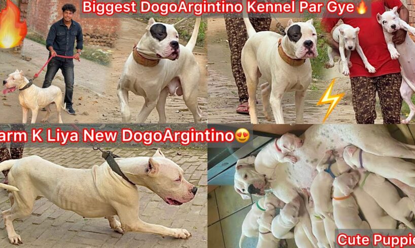 Farm K Liya New Dogo Argintino🔥Biggest DogoArgintino Kennel Par Gye🐶Cute Cute Puppies Mila😍