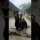 Fearless Girl Rescues Horse From a WItch | Animal Videos, Animal Rescue