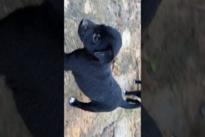 Found the Cutest Puppies in My Old Backyard 🐶💖 #puppies #puppy #cute