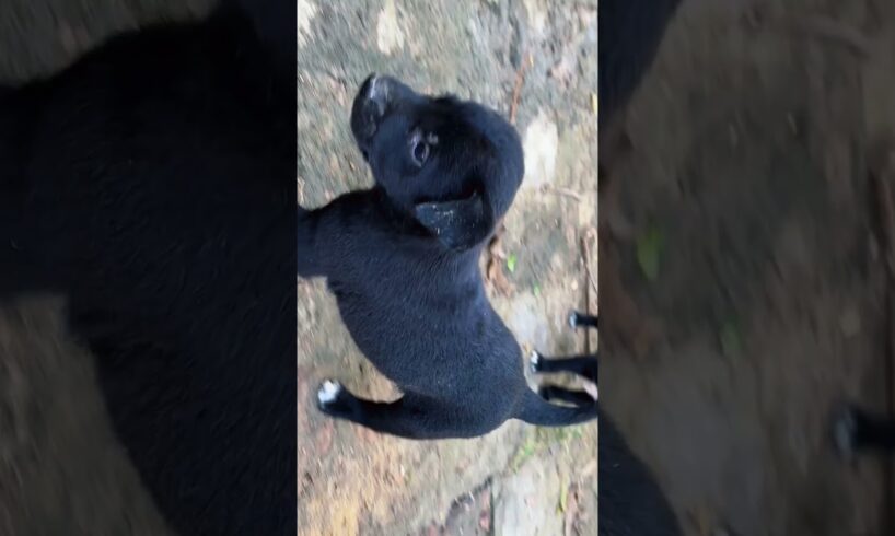 Found the Cutest Puppies in My Old Backyard 🐶💖 #puppies #puppy #cute