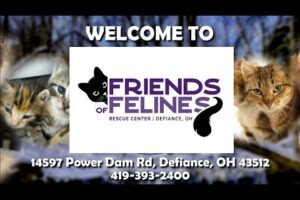 Friends of Felines Rescue Center