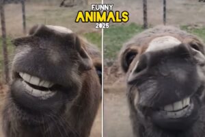 Funniest Animal Fails of The Week 🤣 | Try Not to Laugh Challenge 2025