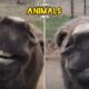 Funniest Animal Fails of The Week 🤣 | Try Not to Laugh Challenge 2025