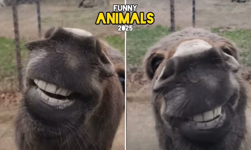 Funniest Animal Fails of The Week 🤣 | Try Not to Laugh Challenge 2025