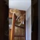 Funniest Cat Fails of the Week. #ViralShorts #Shorts #PetFails #AnimalFails #EpicFails #CatComedy