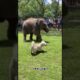 Funny Adorable Baby Elephant & Cute Dog's Playing #elephant #funny #dog #animals