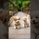 Funny Cute Puppies Adorable Video #puppy #cute #dog #shorts