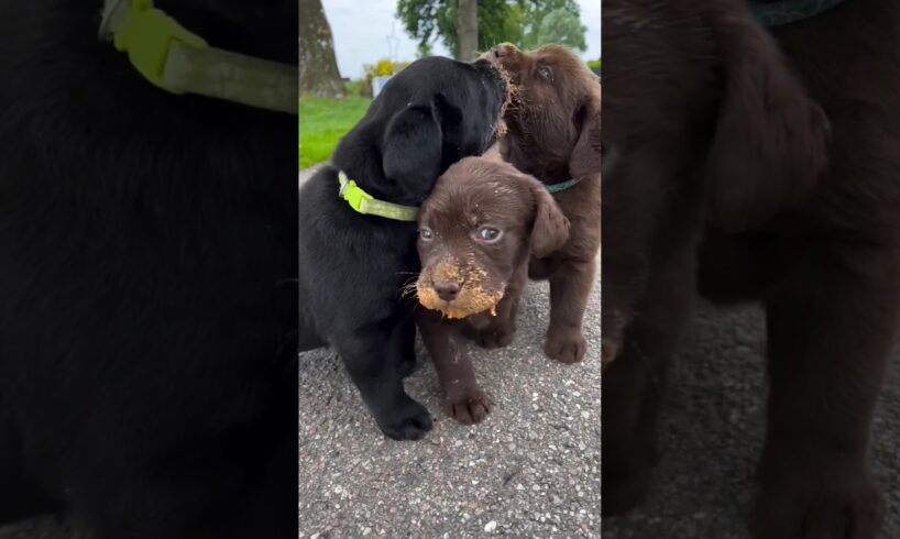 Funny Cute Puppies #shorts #dog