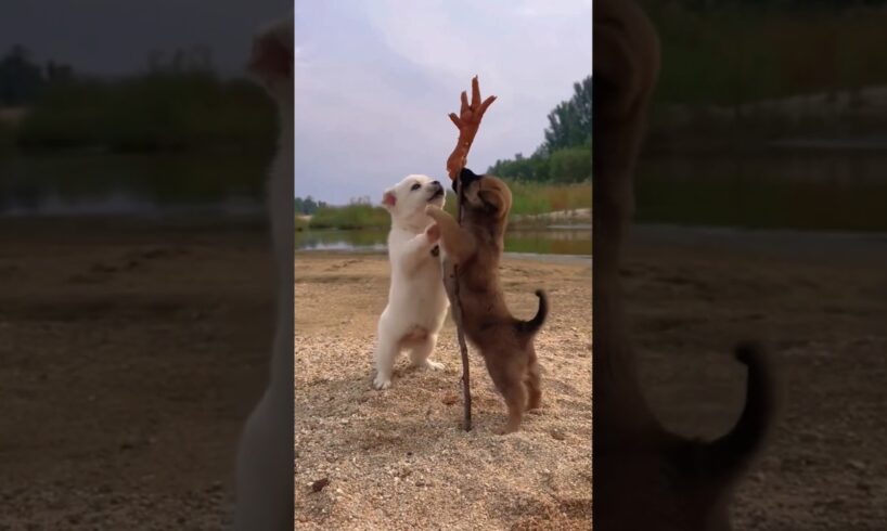 Funny Cute Puppies #shorts #puppy