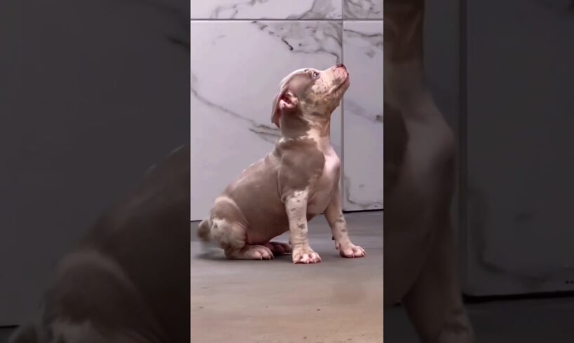 Funny Cute Puppies #shorts #puppy #viralvideo