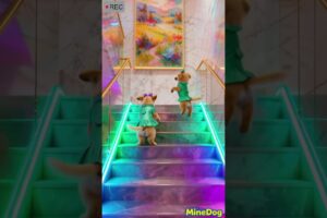 Funny pet video! The Cutest Puppies Dance in LA 😂 Amazing Jump Up Stairs  #puppy #funnypet #dogtoy