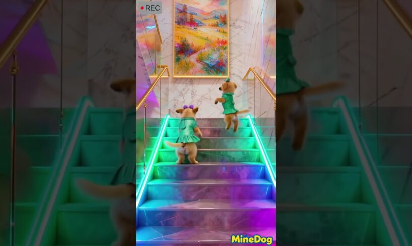 Funny pet video! The Cutest Puppies Dance in LA 😂 Amazing Jump Up Stairs  #puppy #funnypet #dogtoy