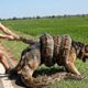 German Shepherd Rescued From Giant Python By Brave Woman