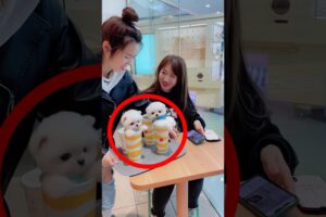 😍 Girl Brings Two Cute Puppies On A Plate ♥️ #shorts #viralshort #trending