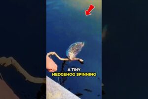 Girl Saves Tiny Hedgehog From River 🦔 | Heartwarming Rescue That’ll Melt Your Heart ❤️ #shorts