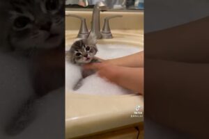 Giving my Foster Kittens a Flea Bath Pt.1