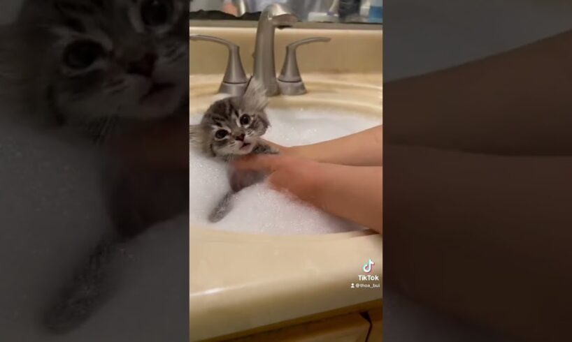 Giving my Foster Kittens a Flea Bath Pt.1