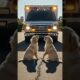 Golden Retriever Puppies Team Up with Rescuers to Save Their Brother #dog #animals #rescue