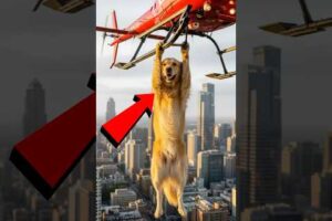 Golden Retriever Saves Paramedic From Helicopter Crash! #animals #animalrescue