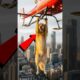 Golden Retriever Saves Paramedic From Helicopter Crash! #animals #animalrescue
