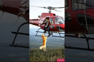Golden Retriever alerts helicopter pilot of danger and saves his life #goldenretriever #dog #rescue