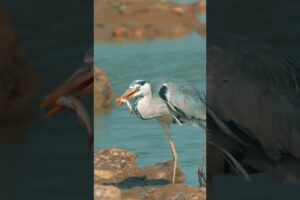 Grey Heron Playing with fish behaviour #rahul_chakraborty #birds #wildlife #nature #nature #animals
