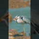 Grey Heron Playing with fish behaviour #rahul_chakraborty #birds #wildlife #nature #nature #animals