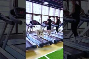 Gym trainer Dog 🐕 #shorts