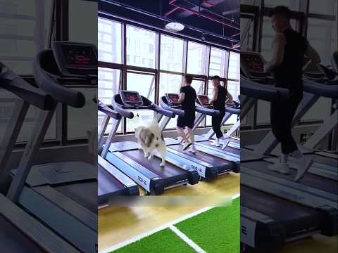 Gym trainer Dog 🐕 #shorts