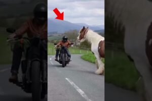 Gypsy Vanner Asks A Man To Save Its Cub. #animals #rescue #wildlife #horse