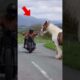 Gypsy Vanner Asks A Man To Save Its Cub. #animals #rescue #wildlife #horse
