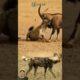 HYENA FIGHTS WITH DEER #animals #shorts #youtubeanimation