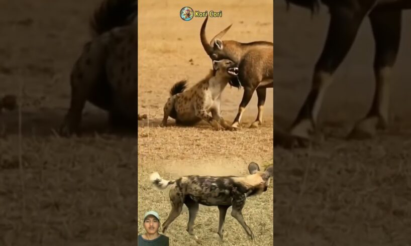 HYENA FIGHTS WITH DEER #animals #shorts #youtubeanimation
