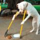 Have you ever seen a dog clean up its own “mess”? 😂 Funniest Videos Animals Part 2