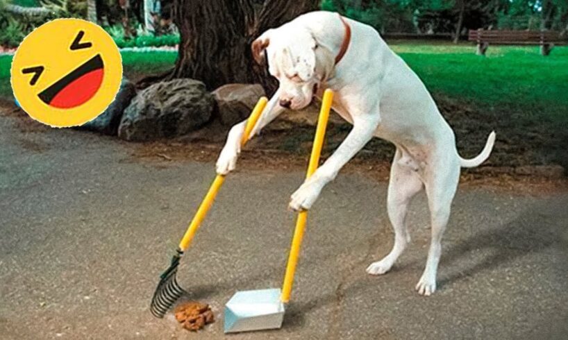 Have you ever seen a dog clean up its own “mess”? 😂 Funniest Videos Animals Part 2
