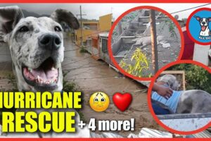 Heart-Stopping Dog Rescues That Shocked the World